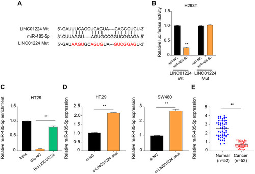 Figure 3 LINC01224 acts as a sponge for miR-485-5p. (A) Starbase online database predicted a binding site of miR-485-5p in LINC01224 sequence. (B) Dual-luciferase reporter assay was used to evaluate the interaction between miR-485-5p and LINC01224. The results showed that miR-485-5p overexpression markedly suppressed the luciferase activity of H293T cells in LINC01224 widetype (WT) group, but not work in LINC01224 mutant (Mut) group. (C) The binding of LINC01224 to miR-485-5p detected by RNA pull-down. RNA pull-down assay found a significant enrichment of miR-485-5p with bio-LINC01224, compared with input control. (D) qRT-PCR revealed that miR-485-5p levels were markedly up-regulated in si-LINC01224 pool group cells, compared with levels observed in si-NC pool group. (E) qRT-PCR detected that the expression level of miR-485-5p in colon cancer tumor tissues and adjacent normal tissues. The expression level of miR-485-5p was lower in CC tumor tissues than that in normal tissues. **p < 0.01.