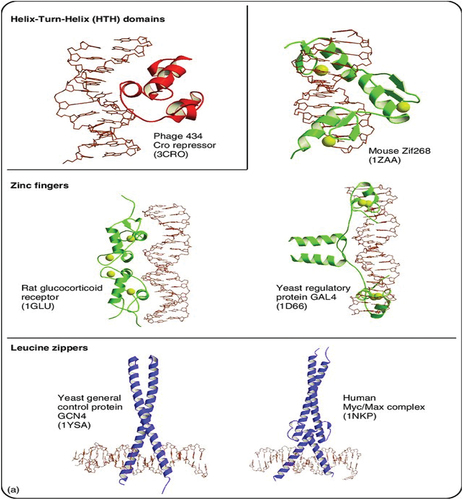 Figure 2. (a,b) Main families of DNA-binding protein domains. The proteins are represented as colored ribbons and the DNA as brown sticks. Zinc ions [Citation37].