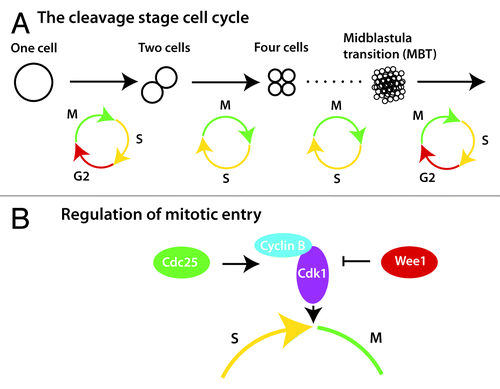 Figure 1. Regulation of G2 during early embryogenesis. (A) The interphase of the first cell cycle is extended by a transient G2 phase, which is subsequently lost and regained several hours later during the midblastula transition (MBT). (B) Mitotic entry is controlled by heterodimerization of Cyclin B and Cdk1, and by the phosphorylation status of Cdk1, which is dictated by the ratio of Cdc25 to Wee1.