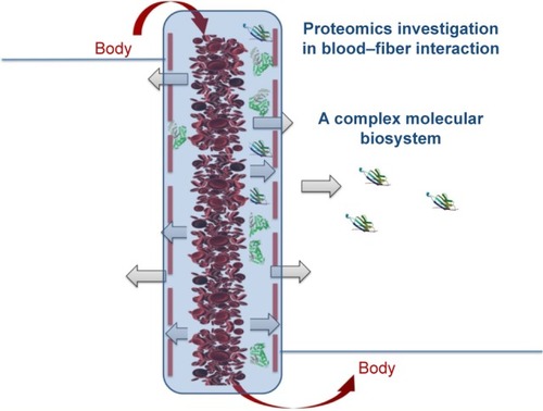 Figure 2 Blood–fiber interactions during the hemodialysis procedure: a complex molecular biosystem.