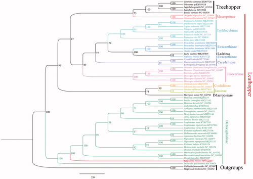 Figure 1. Phylogenetic analyses of Reticuluma hamata based upon the concatenated the nucleotides of the 13 PCGs of 61 ingroup species by IQ-TREE. Numbers at nodes are bootstrap values. The accession number for each species is indicated after the scientific name.