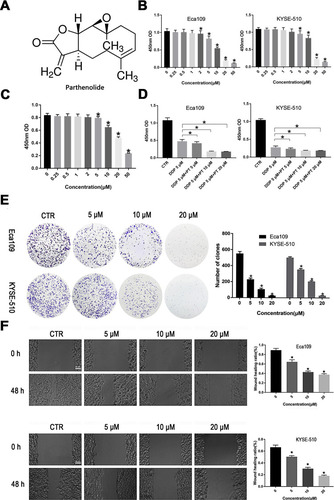 Figure 1 PT suppresses the proliferation and migration of ESCC cells. (A) The chemical structure of PT (molecular formula C15H20O3, molecular weight 284.32); (B) CCK-8 analysis for Eca109 and KYSE-109 cells growth; (C) CCK-8 analysis for Het-1A growth; (D) Inhibitory effects of PT and DDP on Eca109 and KYSE-109 cells growth; (E) Colony-forming analysis for Eca109 and KYSE-510 cells; (F) Wound healing analysis for Eca109 and KYSE-510 cells migration. Data were represented as means ± SD, n = 3, *P < 0.05.