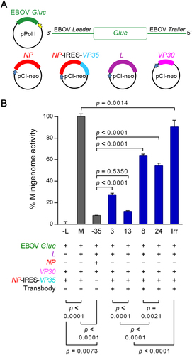 Fig. 5 Transbody-mediated inhibition of EBOV minigenome activity.a Schematic diagrams of the plasmids used in the RNA polymerase I-driven EBOV minigenome system. EBOV-like reporter (Gluc) RNA was transcribed under the regulation of human Pol-I promoter and the Sal box transcription termination element. The viral protein expression cassettes were under the regulation of CMV I.E. enhancer/promoter and the SV40 late poly(A) signal element. b Percent EBOV minigenome activity of COS-7 cells after treatment with R9-HuscFvs. COS-7 cells transfected with EBOV minigenome were treated with R9-HuscFv3, R9-HuscFv8, R9-HuscFv13, R9-HuscFv24, and irrelevant R9-HuscFv (Irr). Minigenome activity was measured by detecting Gluc bioluminescent intensity. Controls included (M) COS-7 cells co-transfected with the minigenome without antibody treatment, (−L) COS-7 cells co-transfected with EBOV minigenome without L plasmid, and (−VP35) COS-7 cells co-transfected with the minigenome without VP35 plasmid. Differences in percent minigenome activity were compared using one-way ANOVA and Tukey’s post hoc test