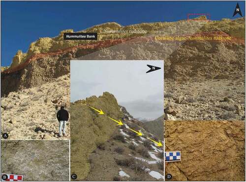 Figure 10. (A) Panoramic view of the Ziarat Formation in the Kalateh section. (B) Close up view of Coralline algae-Nummulites rudstone lithofacies that overlain by Nummulites beds (C) nummulitic limestones with medium-thick bedded, and (D) Close-up view of nummulite accumulations with predominately of A-forms of Nummulites rudstone lithofacies