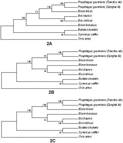 Figure 2. Phylogenetic trees of species of Bovinae based on cox genes of Tianzhu white yak by Neighbour-joining method. Figure 2A, Figure 2B and Figure 2C is derived from cox1, cox2 and cox3, respectively. The bootstrap consensus trees inferred from 1000 replicates are taken to represent the evolutionary history of the taxa analysed. Branches corresponding to partitions reproduced in less than 50% bootstrap replicates are collapsed. The percentage of replicate trees in which the associated taxa clustered together in the bootstrap test (1000 replicates) are shown next to the branches. The evolutionary distances were computed using the p-distance method and are in the units of the number of base differences per site. The analysis involved nine nucleotide sequences. Codon positions included were 1st + 2nd + 3rd + Noncoding. All positions containing gaps and missing data were eliminated.