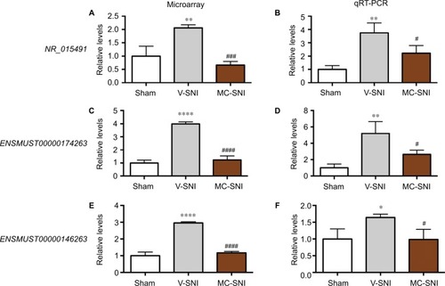 Figure 3 The fold changes of the detected lncRNAs NR_015491, ENSMUST00000174263, and ENSMUST00000146263 using microarray (A, C, and E) and qRT-PCR (B, D, and F) were listed. The statistical analysis for each comparison was performed using ANOVA and Turkey’s correction. *P<0.05, **P<0.01, and ****P<0.0001 indicate a statistically significant difference when compared to the sham group; #P<0.05, ###P<0.001, and jpr-10-2503P<0.0001 indicate a significant difference when compared to V-SNI.