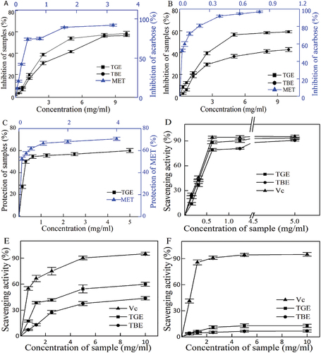 Figure 3. (A). α-glucosidase inhibitory activity of TGE and TBE, (B). α-amylase inhibitory activity of TGE and TBE, (C). Anti-inflammatory protective effects of TGE and TBE on human erythrocytes. (D). Scavenging ability of TGE and TBE for DPPH radicals, (E). Scavenging ability of TGE and TBE for Hydroxyl radicals, (F). Scavenging ability of TGE and TBE for Superoxide radicals.