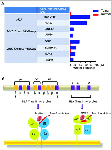 Figure 8. Detected mutations in genes involved in antigen processing and presentation pathways. (A) Following whole exome sequencing, a short list of non-synonymous single-nucleotide variants (SNVs) in genes related to antigen processing and presentation identified in FL tissue from Patient 4 are shown with mutational frequency compared to that observed in nonmalignant cells. (B) A schematic diagram indicating the location of non-synonymous SNVs in exon 1 of HLA-DPB1 and exon 2 of HLA-C.