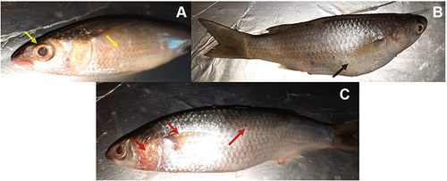 Figure 1 The Naturally infected M. seheli with B. cereus exhibited (A) slight exophthalmia, scales detachment (yellow arrows), (B) abdominal distension (black arrow), (C) hemorrhagic patches on the fin and operculum, and skin ulcerations (red arrows).