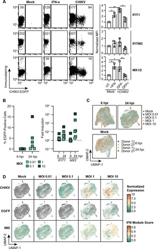 Figure 5. Strong immune activation in EGFP protein-negative and viral RNA-low cells. (A) OASF were infected with 5′EGFP-CHIKV (MOI 10) or treated with 100 IU/ml IFN-α and immunostained for IFIT1, IFITM3, and MX1/2 24 h post-infection. Numbers in the dot plots indicate mean fluorescence intensities (MFI) of one representative experiment, and the bar diagram shows quantification of three individual experiments with statistical analysis by two-sided unpaired t-tests with assumed equal standard deviation (n = 3). (B) OASF were infected with 5′EGFP-CHIKV at indicated MOIs. Six and 24 h post-infection, EGFP-positive cells were quantified by flow cytometry (left panel), and cells were analysed for expression of IFIT1 and MX2 mRNA (right panel, n = 6). (C) Using OASF infected with 5′EGFP-CHIKV, single-cell RNA-sequencing was conducted and UMAP visualizations for sample overlapping after integration are shown (n = 2). (D) UMAP projections from infected OASF (24 h post-infection) indicate the abundance of CHIKV 3′ end reads, EGFP 3′ end reads, and IFN signalling gene expression as calculated by IMS (n = 2).