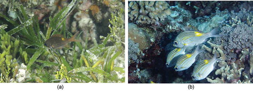 Photo 2.3 A solitary juvenile striped large-eye bream (Gnathodentex aureolineatus) hides in a seaweed-seagrass microhabitat (2.3 a), while the adults form aggregations on coral reefs (2.3 b). Photo by Jianguo Du in Xisha Islands, China.