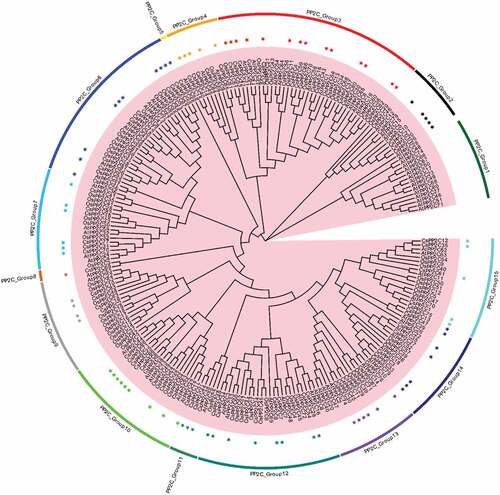 Figure 2. Maximum likelihood phylogeny of PP2C proteins from C. sinensis, Arabidopsis, and rice using the complete protein sequences. The tree reliability was assessed by using 1,000 bootstrap replicates