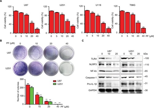 Figure 1 The effects of paeoniflorin on cell proliferation and TLR4 signaling in glioblastoma cells.Notes: (A) U87, U251, U118, and T98G cells were treated with different concentrations of paeoniflorin for 24 h and after which cell viability was examined using the CCK-8 assay. (B) U87 and U251 cells were cultured for 7 days after treatment with varying concentration of paeoniflorin and stained with 0.1% crystal violet. Colonies containing >50 cells were counted (C) in U87 and U251 cells that were incubated with the indicated concentrations of paeoniflorin for 24 h; Western blotting was then performed to analyze TLR4 protein expression levels as well as downstream effectors: n=3 and n=4 for cell counts and Western blotting, respectively. All tests were performed in triplicate. **P<0.01 compared with control (0 μM).Abbreviations: GAPDH, glyceraldehyde-3-phosphate dehydrogenase; IL, interleukin; NF-κB, nuclear factor κB; NLRP, nucleotide-binding domain and leucine-rich repeat containing protein 3; CCK-8, Cell Counting Kit-8; TLR4, Toll-like receptor 4; PF, paeoniflorin.