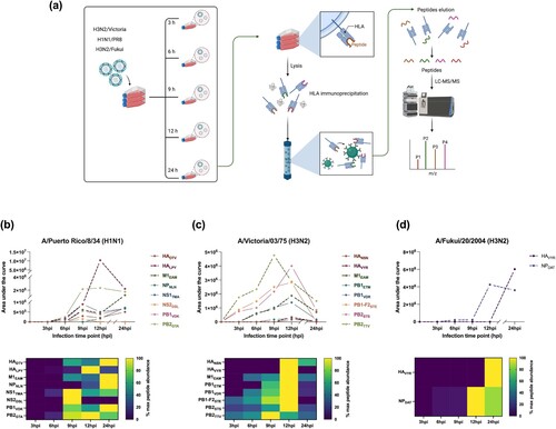 Figure 2. Identification and presentation kinetics of IAV-derived ligands. (a) Schematic representation of epitope mapping workflow. Calu-3 cells were infected with different IAV strains representing both H1N1 and H3N2 subtypes. HLA-peptide complexes were isolated from the cell lysates of infected cells at 3, 6, 9, 12, and 24 hpi by immunoaffinity chromatography with the pan-HLA class I-specific W6/32 antibody coupled to CNBr activated sepharose. HLA-peptide complexes were eluted by acidic elution followed by desalting and concentration steps. The HLA ligands were further analysed by HPLC tandem mass spectrometry (MS/MS). (b-d) The presentation kinetics of HLA-I-bound peptides isolated from infected Calu-3 cells during the infection time course are shown in the upper panel and the area under the curve (AUC) is presented as a percentage of maximum levels detected over the time course (lower panel). Dashed lines indicate the immunodominant epitopes. The MS/MS data were processed using proteome discoverer software V. 1.4, analysed, and visualized using GraphPad prism software ver. 9.3.