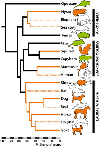 Figure 1. A taxonomy of clades Eutheria. Taken from Suarez et al. (Citation2011, 4).