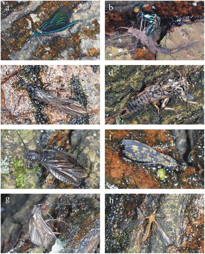 Figure 7. Aquatic insects trapped by the real brown vertical sticky bark in experiment 3. (a) Beautiful demoiselle (Calopteryx virgo) male. (b) Male C. virgo exhausted during emergence. (c–d) Stoneflies (Plecoptera). (c) Common forestfly (Nemoura cinerea). (d) Nymphal skin of Perla abdominalis. (e) Alderfly (Sialis sp.). (f–g) Caddisflies. (f) Philopotamus sp. (g) Hydropsychidae. (h) Crane fly (Tipulidae)