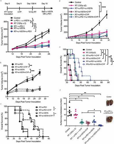 Figure 1. Anti-tumor effect of dual PD1/VISTA blockade in 4T1 tumor-bearing mice requires radiotherapy and pre-treatment with cyclophosphamide