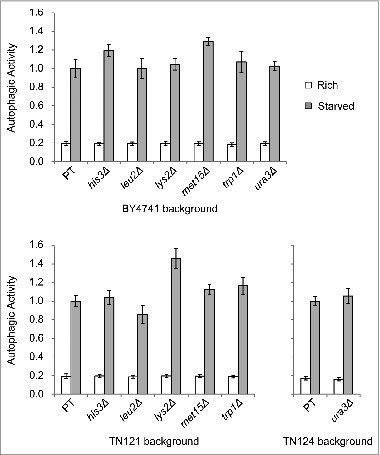 Figure 3. Impact of common auxotrophic markers on autophagy. pho8Δ60 pho13Δ strains derived from BY4741, TN121, or TN124 were converted to prototrophs (PT) or auxotrophs lacking one of the commonly used markers. The autophagic activities of the indicated strains were measured by the Pho8Δ60 assay. Rich: cells cultured in YPD medium. Starved, cells starved in SD-N medium for 4 h. Error bar, standard deviation, n = 4.