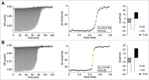 Figure 8. Thermodynamic analyses of the interactions between VEGF and Janus448 or JanusCT6. Calorimetric experiments were performed on a MicroCal PEAQ-ITC instrument at 25°C. The sample cell (V = 200 µL) was either filled with 40 µM Janus448 (A) or JanusCT6 (B), and titrated stepwise with 200 µM VEGF. The left panels show the raw ITC data representing the responses to 59 successive injections of 0.5 µL each. The integrated data were fitted to a one-set-of-sites interaction model (right panels). The insets and the binding signature plots show the fitted and thermodynamic parameters of the respective JanusFcab–VEGF interaction.