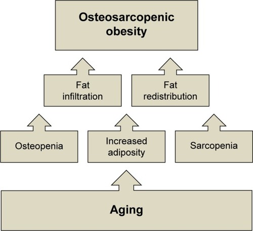 Figure 1 Changes in bone fat and muscle tissues with aging, leading to osteosarcopenic obesity.