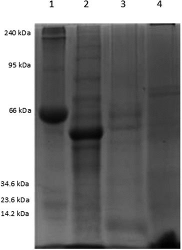 Figure 1. SDS-PAGE at 12% protein profile of moringa flour (MF), a moringa protein isolate (MPI), and a soy protein isolate (SPI). Lane 1: Molecular marker, Lane 2: MF, Lane 3: MPI, Lane 4: SPI.