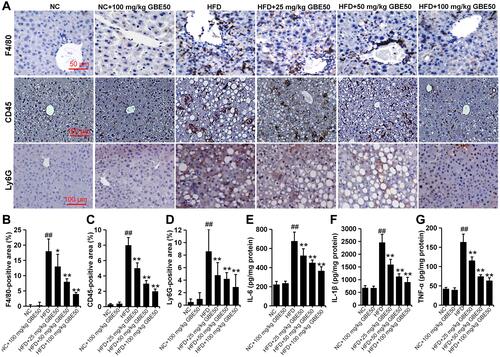 Figure 4 GBE50 attenuated HFD-induced inflammatory cell infiltration and the expression levels of pro-inflammatory cytokines in liver. (A–D) Representative immunohistochemical staining images of the expressions of F4/80, CD45, and Ly6G (A), and the quantification of F4/80 (B), CD45 (C), and Ly6G (D) positive staining areas in liver tissues. (E–G) The levels of IL-6 (E), IL-1β (F) and TNF-α (G) in liver tissues. All data are presented as mean±SD, n=11 mice/group, *P<0.05, **P<0.01 vs HFD alone group; ##P<0.01 vs NC group.