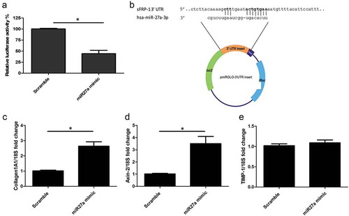 Figure 2. sFRP-1 is a direct target of microRNA27a-3p-3p and regulates Wnt pathway (a) Luciferase activity was detected after transfection of a luciferase vector containing the binding site for microRNA27a-3p-3p in the 3ʹUTR of sFRP-1 and microRNA27a-3p mimic (50 nM) or matched scramble controls in HEK293 cells. Data is relative luciferase normalized to Renilla luciferase and compared to scramble microRNA. Data is the mean and SD from 4 independent experiments *significantly different to control (P = 0.026 Mann-Whitney U test; n = 4). (b) sFRP-1 ‘UTR binding site is shown at the top and the microRNA27a-3p-3p seed region at the bottom, directly below is where this was cloned into the luciferase vector and its plasmid map. Bases in bold face are the key binding sites. (c) Collagen1 levels were quantified by qPCR after microRNA27a-3p transfection or scramble control in the presence of 5 ng/ml TGF-β1. Data is the mean and SD *significantly different compared to scramble (P = 0.029 Mann-Whitney U test; n = 5). (d) Axin-2 expression was quantified by qPCR after microRNA27a-3p transfection or scramble control. Data is the mean and SD* significantly different compared to scramble (P = 0.024 Mann-Whitney U test; n = 5). (e) TIMP-1 expression was quantified by qPCR after microRNA27a-3p transfection or scramble control. Data is the mean and SD. No significant difference was observed between groups (Mann-Whitney U test; n = 5)