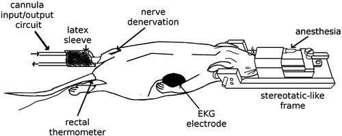 Figure 1 Experimental setup. The sketch represents the preparation performed outside the fMRI system. The animals were initially anesthetized with isoflurane in a mixture of O2 that was delivered via nosecone. They were fixed in a prone position in a rat cradle equipped with a stereotactic-like head holder. Physiological signals were constantly monitored. Thermonociception and denervation were performed inside the fMRI bore. For thermonociception, a bolus of petrolatum at 60°C applied to the left hind paw delivered through a cannula input/output circuit to a latex sleeve enveloping the leg. In the same hind paw, a nylon filament (3–0) was fixed around the nerve to perform the denervation.
