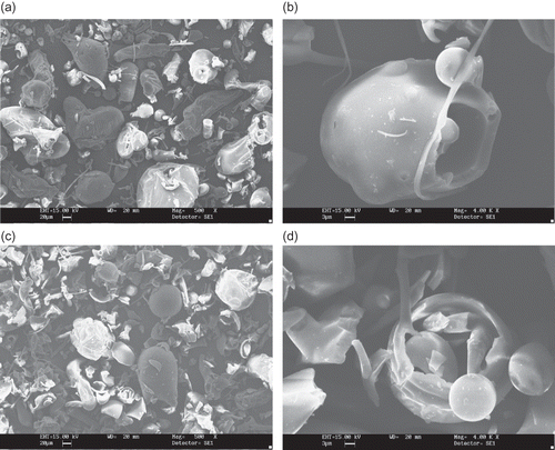 Figure 2 SEM microphotographs of different maltodextrins from supplier A: (a) A3 (DE 15 corn maltodextrin, 500X); (b) A3 (DE 15 corn maltodextrin, 4000x); (c) A4 (DE 20 corn maltodextrin, 500X); (d) A4 (DE 20 corn maltodextrin, 4000x).