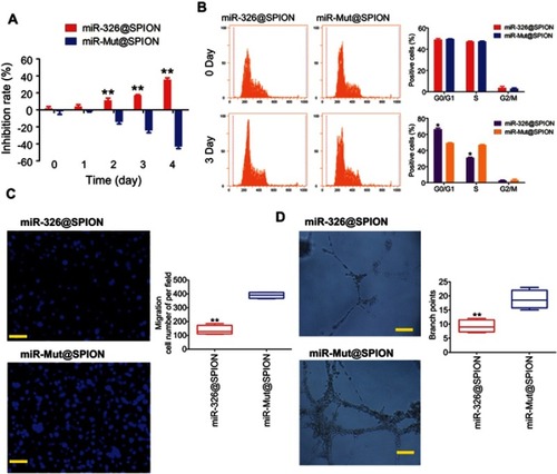 Figure 3 miR-326@SPION significantly inhibits the proliferation, invasion, and angiogenesis of HuECSCs in vitro. (A) MTT assay results suggesting that miR-326@SPION significantly inhibits the proliferation of HuECSCs in vitro. **P<0.01 vs miR-mut@SPION; t test; n=3. (B) Flow cytometry analyses suggesting that miR-326@SPION significantly inhibits cell cycle progression of HuECSCs. *P<0.05 vs miR-mut@SPION; t test; n=3. (C) Transwell chamber cell invasion assay showing that miR-326@SPION significantly inhibits the invasion of HuECSCs in the extracellular matrix. **P<0.01 vs miR-mut@SPION; t test; n=3. Scale bar =30 μm. (D) miR-326@SPION significantly inhibits the angiogenic capacity of HUVECs in the extracellular matrix. **P<0.01 vs miR-mut@SPION; t test; n=3. Scale bar =30 μm.