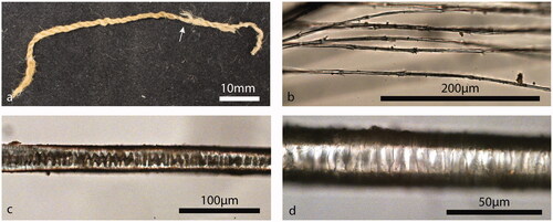 Figure 11. CG1/11: (a) arrows indicate location of splicing; (b) feathers barbs/barbules and hooks; (c) medulla with narrow aeriform lattice distally/shield region; and (d) scale pattern with regular wave in the distal/shield region.