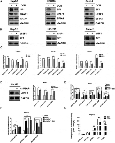 Figure 3. DON inhibits the expression of splicing factors SF1 and U2AF1. (A) Western blotting assay of endogenous expression of SF1, U2AF1, SF3A1 in HepG2, HEK293 and Caco-2 cells treated with different concentrations of DON for 48 h. The concentrations of DON were 2 μg/mL, 400 ng/mL and 800 ng/mL, respectively. Cell lysates prepared from cell lines, as indicated, were subjected to SDS-PAGE and detected with antibodies against SF1, U2AF1, SF3A1 and GAPDH (as a control). (B) Western blotting assay of SF1 expression in HepG2 cells after stably knocking down SF1. HEK293 and Caco-2 cells were transfected with 20 nM negative control or SF1 siRNA for 48 h. Cell lysates prepared from cell lines, as indicated, were subjected to SDS-PAGE and detected with anti-SF1 and GAPDH (as a control). (C) Knocking down SF1 up-regulated the alternative spliced transcripts with the aberrant 3ʹ splice sites in HepG2, HEK293 and Caco-2 cells, and the mRNA levels of transcripts with aberrant 3ʹ splice sites were quantitated by RT-qPCR. (D) Western blotting assay of U2AF1 expression in HepG2 cells after stably knocking down U2AF1. Knocking down U2AF1 up-regulated the alternative transcripts with the aberrant 3ʹ splice sites in HepG2 cell lines, and the mRNA levels of transcripts with aberrant 3ʹ splice sites were quantitated by RT-qPCR. (E) HepG2 cells with stable knockdown of SF1 or LACZ were exposed to 2 μg/mL DON, and the mRNA levels of transcripts with aberrant 3ʹ splice sites were quantitated by RT-qPCR. (F). HepG2 cells with stable knockdown of U2AF1 or LACZ were exposed to 2 μg/mL DON, and the mRNA levels of transcripts with aberrant 3ʹ splice sites were quantitated by RT-qPCR. (G) Analysis of the SF1, CYP3A4, CYP1A1 and U2AF1 promoters in HepG2 cells treated with DON. HepG2 cells were transiently transfected with the luciferase reporter plasmids pGL3-Basic as the negative control, or transfected with the plasmids containing the various promoter DNA, such as 2.5 kb DNA fragment upstream of SF1 ORF, 4.3 kb DNA of CYP3A4, 2.8 kb of CYP1A1, or 2.5 kb of U2AF1 ORF, which all are upstream of the ORF and the start codon ATG is defined as +1 position as the promoter constructs, respectively. The Renilla luciferase reporter plasmid pRL-TK was cotransfected into cells as a normalization control. Each construct experiment was performed in triplicate, and the results of three independent experiments are presented. The data (mean values ± standard deviations of three separate experiments) are presented as the fold-change with respect to the control group. Significant differences from the positive control and control groups are indicated by *P < 0.05, **P < 0.01 and ***P < 0.001.