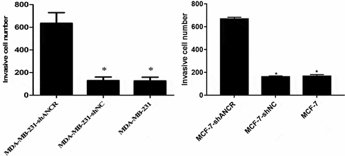 Figure 4. Effect of lncRNA ANCR on MDA-MB-231 (MCF-7) cell invasion. All experiments were performed in triplicate independently. Compared with MDA-MB-231-shANCR cells, *p < 0.05