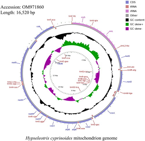 Figure 2. Image and mitochondrion genome map of Hypseleotris cyprinoides. CDS: Coding sequence; tRNA: Transfer RNA; rRNA: Ribosomal RNA.