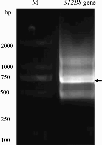 Figure 3. Agarose electrophoresis image of S12B8 DNA, M: marker 100–2000bp. As shown by the arrows, S12B8 gene was approximately 750bp.
