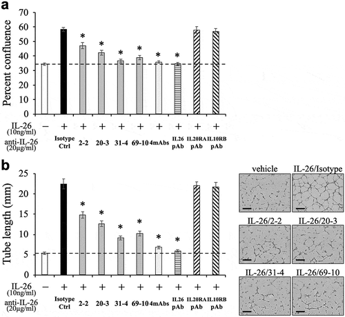 Figure 5. Addition of novel anti-IL-26 mAbs inhibits proliferation and tube formation of IL-26-stimulated HUVEC.HUVEC were stimulated with recombinant human IL-26 (10 ng/ml) for 48 hr (a) or 9 hr (b). Prior to the onset of stimulation, the indicated Ab or isotype control Ab (isotype ctrl) was added to the culture wells to give a final concentration of 20 μg/ml each. (a) Proliferation was assessed by cell confluence. (b) Tube formation was assessed by cell sprouts formation. Representative images are shown in the right panels. Scale bar, 300 μm. Quantification of tube length is demonstrated in the graph in the left panel. (a, b) The dashed line is the standard value of unstimulated cells (vehicle). Representative data of three independent experiments are shown as mean ± S.D. of triplicate samples, comparing values in each Ab to those in isotype control (* p < 0.01), and similar results were obtained in each experiment.