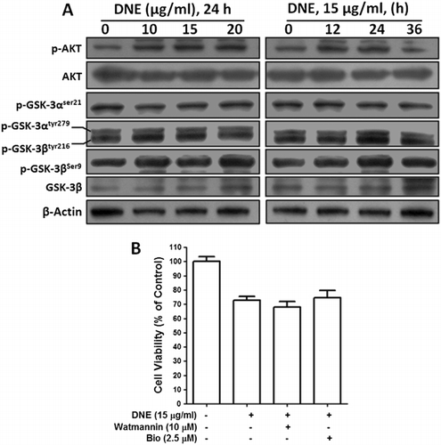 Figure 5. Effects of DNE in PI3K/AKT/GSK-3β signaling pathway in SH-SY5Y cells. (A) SH-SY5Y cells were cultured in 60-mm culture dishes to near 90% confluence and then starved in DMEM containing 0.5% FBS. After 24 h starvation cells were treated with 0–20 µg/ml of DNE in dose-dependent and 15 µg/ml of DNE in time-dependent experiments. Whole cell lysates were subjected to 10% SDS-PAGE and the levels of p-AKT Ser473, AKT, p-GSK-3αSer21, p-GSK-3βSer9, p-GSK-3αtyr279/βtyr216, and GSK-3β proteins were detected by western blotting. β-actin was used as a loading control. (B) SH-SY5Y cells were cultured in 96-well dishes to near confluence 50–60% and then starved in DMEM containing 0.5% FBS for 24 h. After starvation cells were pretreated with 2.5 µM Bio and 10 µM Watmannin for 1 h just before exposure to 15 µg/ml of DNE for 24 h. Viable cell number was quantified by CCK-8 kit. Results are mean ± SEM and representatives of three independent experiments are shown (n = 3).