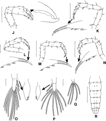 Figure 4.  Scyra acutifrons, megalopal stage. J, chela; K–N, pereopods 1–4; O, pleopod 2; P, pereopod 4; Q, pereopod 5; R, dorsal view of abdomen and telson. Scale bars=0.5 mm (J, K, M, N, R), 0.25 mm (L) and 0.1 mm (O–Q).