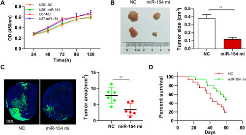 Figure 4 MiR-154 promoted the growth of GBM in mouse tumor transplantation models. (A) CCK-8 assay showed no influence on the proliferation of miR-154 in either U251 or U87 cells. (B) U251 cells were transduced with NC vector lentivirus or miR-154 lentivirus and then were subcutaneously injected into nude mice. The tumors were harvested 6 weeks later. Representative tumors are shown, and the size was calculated. MiR-154 significantly suppressed the tumor formation of U251 cells. n=8 per group. (C) U251 cells stably expressing miR-154 and control cells were used as an intracranial tumor model. Representative images of the tumor-transplanted cerebral hemisphere are shown, and the maximum tumor areas were calculated. (D) The survival curve of the intracranial tumor-transplanted mice was recorded (n=16 for NC and n=15 for miR-154 mi) (**p<0.01).