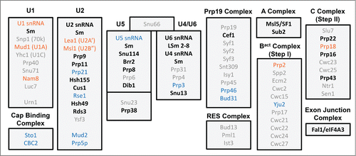 Figure 3. Spliceosomal protein complement from various organisms. (following ref.Citation7) Proteins are divided up according to the snRNP or sub-particle with which they are associated. Protein orthologues conserved in humans and yeast (S. cerevisiae), but not C. merolae or G. lamblia, are in light gray font, while those additionally found in C. merolae are in blue, those in G. lamblia in orange. Proteins conserved in all four organisms are in black font.