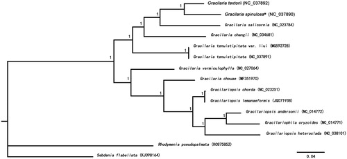 Figure 1. Phylogenetic tree (Bayesian inference) based on 20 common protein-coding genes from 13 mitogenomes of Gracilariaceae, using Rhodymenia pseudopalmata (KC875852) and Sebdenia flabellata (KJ398164) as an outgroup. Support values for each node were calculated from Bayesian posterior probability (BPP). Asterisks following species names indicate newly determined mitogenomes.