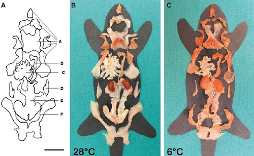 Figure 6. Gross anatomy of mouse adipose organ (adult female Sv129 mice). Middle: mouse kept at warm temperature (28°C for 10 days). Right: mouse kept at cold temperature (6°C for 10 days). Note the different colour of the organ, due to the increase of brown adipose tissue and decrease of white adipose tissue contained in the organ. The organ is made up of two subcutaneous depots (A and F): anterior (A) (composed of: deep cervical, superficial cervical, interscapular, subscapular, axillo-thoracic) and posterior (F) (composed of: dorso-lumbar, inguinal, gluteal); and of several visceral depots: mediastinal (B), mesenteric (C), retroperitoneal (D), and abdomino-pelvic (composed of: perirenal, periovarian, parametrial, perivesical) (E); reproduced from Murano et al., Adipocytes. 2005;1(2):121–30, with permission (Citation36). Bar = 1 cm.