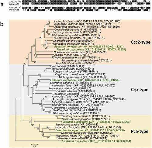 Figure 2. F. oxysporum contains a putative Cu-exporting ATPase in its genome. (a) Alignment of the amino acid sequences of the predicted Cu-exporting ATPases encoded by gene FOXG_ 03265 (CrpF) and the corresponding orthologous gene crpA from A. fumigatus using Clustal method. Protein accession numbers are reported as follows: A. fumigatus CrpA (AFUA_3G12740) and F. oxysporum CrpF (FOXG_03265). (b) Phylogenetic tree of predicted Heavy-metal ATPases (HMA) in fungal species distributed in clades Cc2-type, Crp-type and Pca-type. The phylogenetic tree depicts clades of HMA protein sequences available at NCBI (sequences ID are shown in parenthesis). HMA proteins are highly conserved among fungi kingdom. In green are highlighted the F. oxysporum proteins. Human orthologous gene AAA35580.1 is also included. Phylogram was constructed using Neighbour-Joining method. Bootstrap values obtained from 1000 replicates are indicated at the nodes. Scale bar indicates the relative length of each branch. Clustal W was used for protein alignment.