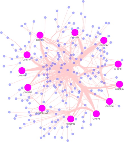 Figure 4. Gene regulatory network analysis of CiHSP genes in grass carp.Note: Gene regulatory network of grass carp was reconstructed using zebrafish gene regulatory network (GRN) in STRING database. The pink nodes were CiHSP genes, and the light blue nodes were function genes interacting with CiHSP genes in grass carp.