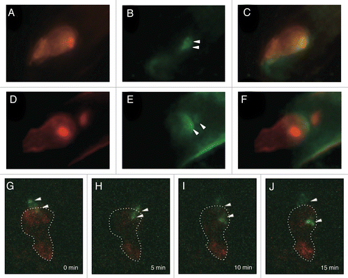 Figure 1. Sperm cell membrane behavior during double fertilization of Arabidopsis. (A–F) A double male fluorescent marker expressing both HTR10-mRFP and GCS1-GFP was applied to the pollination of the female marker line EC-RFP-PIP. Images before (A–C) and after (D–F) sperm cell movement were captured with an epifluorescence microscope. (A and D) RFP images of the egg cell membrane and the sperm nuclei. Intense RFP signals indicate sperm nuclei labeled with HTR10-mRFP. (B and E) GFP images of sperm cell membrane. Arrowheads indicate GFP remnants. (C and F) Merge of RFP (A and D) and GFP (B and E) images. (G–J) Time-lapse images indicating sperm cell membrane (GCS1-GFP) dynamics with the egg cell membrane marker line EC-RFP-PIP during double fertilization. The images were captured every 5 min with CLSM. Dashed lines indicate egg cell shape based on the RFP signal. Arrowheads indicate GFP signals. The reference time (0 min) corresponds to the time of discharge of sperm cells from the pollen tube.