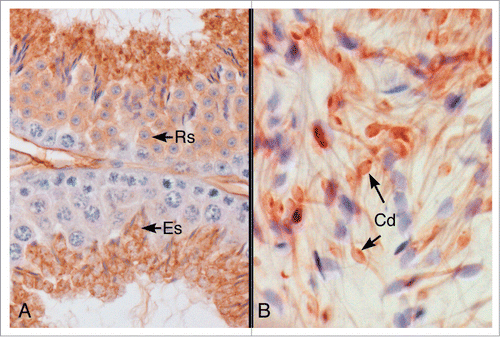 Figure 2. Immunohistochemical localization of P450 aromatase protein in the mouse testis and epididymis. (A) Aromatase protein was localized in the cytoplasm of round (RS) and elongated spermatids (ES) in the mouse seminiferous epithelium. (B) Caput epididymal lumen. Aromatase protein was localized in the cytoplasmic droplet (Cd) and along the thin tails of the spermatozoa.