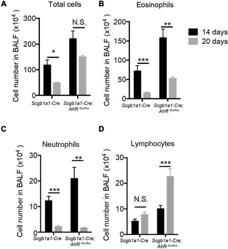 Figure 5 Club cell-specific AhR-null mice had prolonged ovalbumin-induced lung inflammation. (A) Total cell numbers, (B) eosinophils, (C) neutrophils and (D) lymphocytes, as determined by the use of flow cytometry. *P < 0.05, **P < 0.01, ***P < 0.001, (t tests).