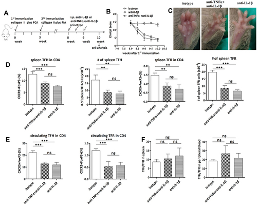 Figure 3 The effect of antibody treatment on peripheral TFH and TFR cell levels in CIA mice. (A) CIA mice were injected with anti-IL-1β or anti-TNFα+anti-IL-1β (n = 4 per treatment option) 1 week before the 10w timepoint with three consecutive injections in a week with a total amount of 0.9 mg. The Ctr mice (n = 4) were injected with isotype IgG. The mice were sacrificed at 10w and the cell subsets were analyzed. (B and C) The clinical scores of the antibody-treated CIA mice (n = 4 per group) were measured twice each week after injection and compared with the Ctr mice. C. Foot arthritic pictures of the three groups at 10w. (D) The treated mice (n = 4) were sacrificed at 10w and the percentages and absolute numbers of CD4+CXCR5+FoxP3− TFH and CD4+CXCR5+FoxP3+ TFR cells in the spleen CD4 lymphocytes were analyzed and compared with that of the Ctr mice. (E) TFH and TFR cell percentages in circulating CD4 lymphocytes were analyzed and compared among the three groups (n = 4 per group). (F) Comparison of the TFH/TFR ratios in the spleen (left) and peripheral blood (right) of the three groups (n = 4 per group). Data are from a single experiment representative of two independent experiments. Results were compared using ANOVA and multiple comparisons. Data are the mean with SD. ***P < 0.001; **P < 0.01; *P < 0.05; ns, not significant; # total number of indicated cell subsets.