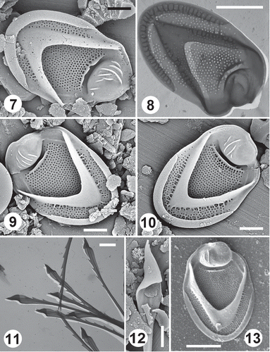 Figs 7–13. Scale and bristle remains of Mallomonas intermedia from Norwegian (Figs 7–12) and Romanian sites (Fig. 13). Figs 7–10. Domed body scales depicting the tripartite nature of the scale, the single prominent transverse rib on the shield and dome ribs with SEM (Figs 7, 9, 10) and TEM (Fig. 8). Figs 11–12. Details of lance-tipped bristles with TEM (Fig. 11) and SEM (Fig. 12). Fig. 13. Domed body scale with fewer dome ribs. Scale bars = 1 µm (Figs 7, 9, 10, 12) and 2 µm (Figs 8, 11, 13).