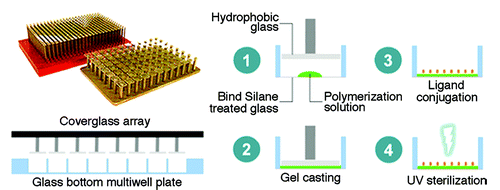 Figure 8. Overview of the fabrication of different stiffness polyacrylamide gels on the bottom of 384 glass bottom well plates. To make a thin layer of polyacrylamide (PAA) gel, the glass array was inserted to sandwich uncrosslinked PAA solutions. Gels were then cross-linked using UV (UV) light and coated with collagen before cell seeding (Courtesy: Mih et al., 2011).Citation68